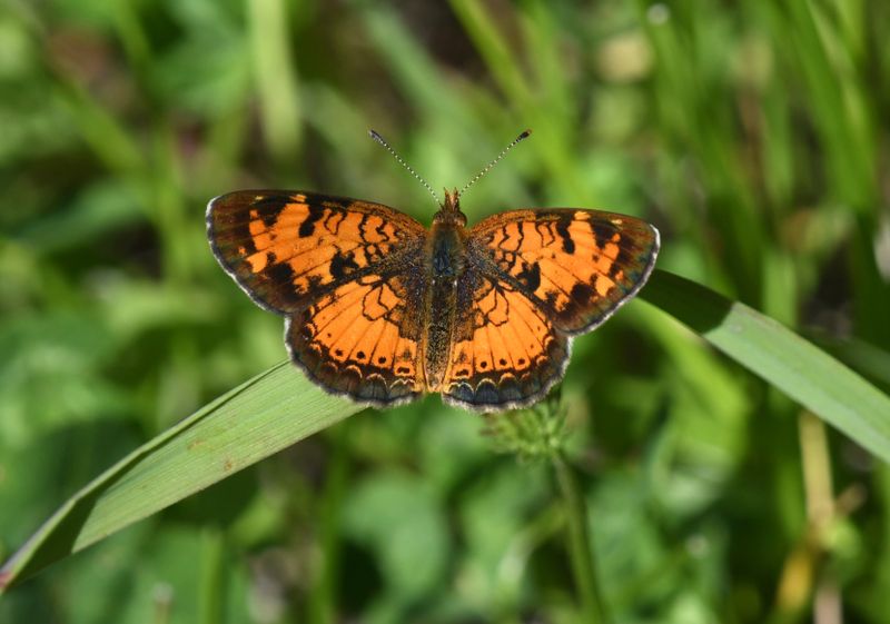 Northern Crescent: Phyciodes cocyta
