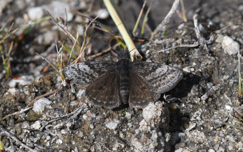 Dreamy Duskywing: Erynnis icelus