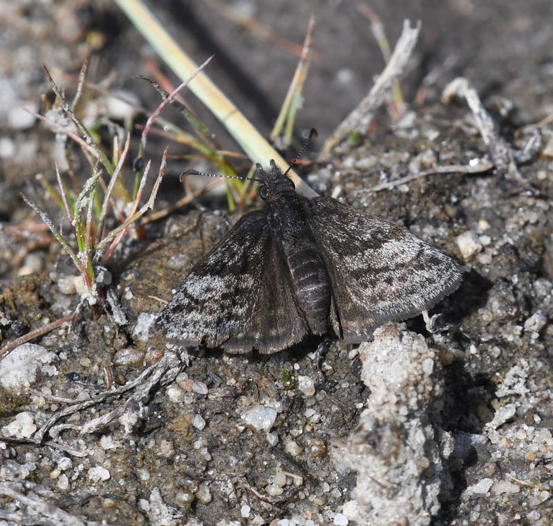 Dreamy Duskywing: Erynnis icelus