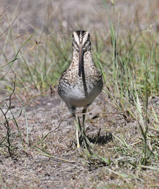 Wilson's Snipe
