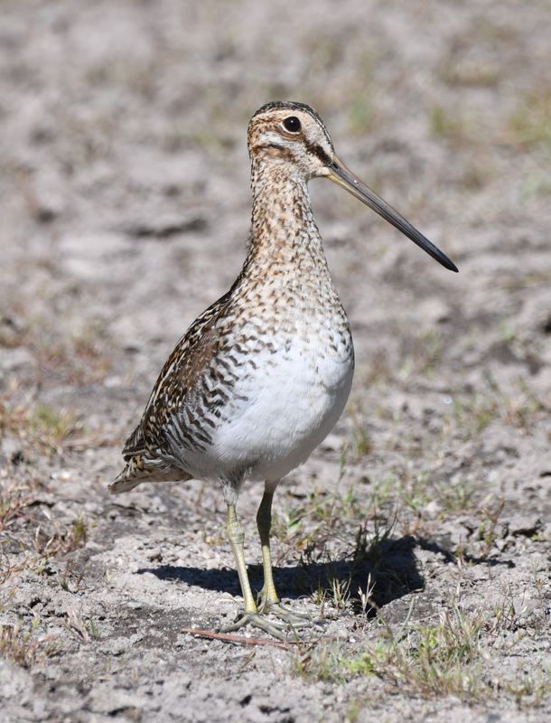 Wilson's Snipe