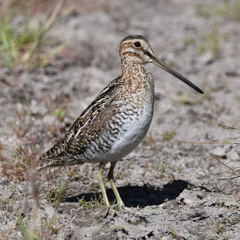 Snipe, Wilson's