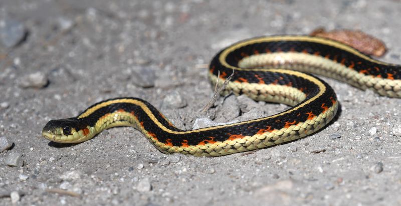 Snake, Common Garter