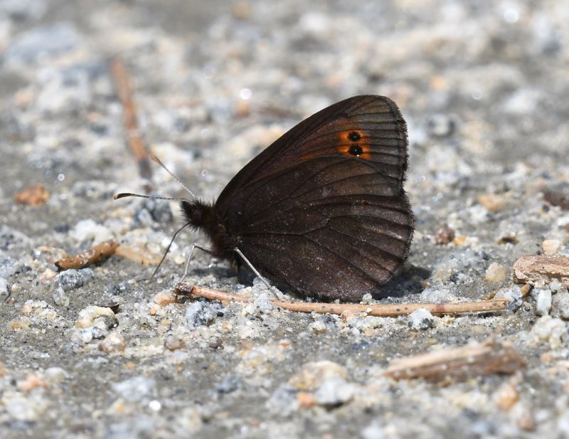 Butler's Alpine: Erebia epipsodea