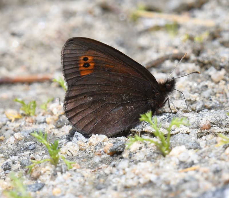 Butler's Alpine: Erebia epipsodea
