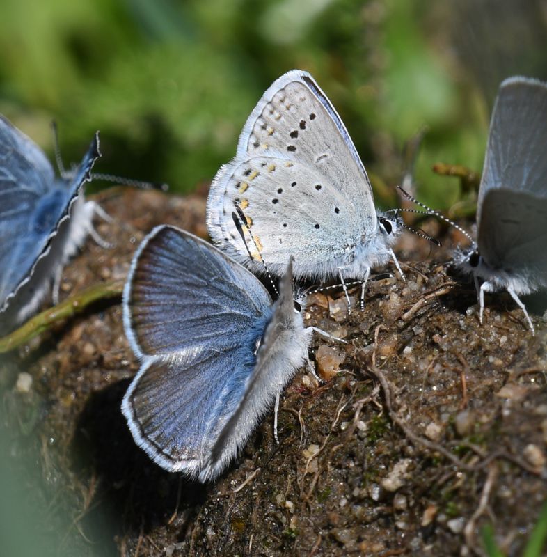 Anna's Blue: Plebejus anna