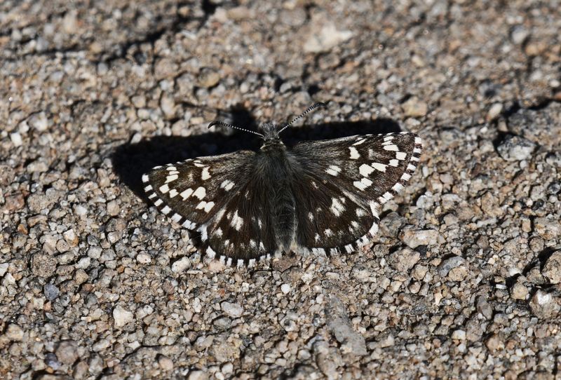 Two-banded Checkered Skipper: Pyrgus ruralis