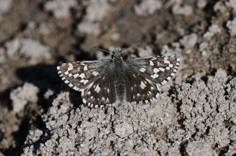 Two-banded Checkered Skipper: Pyrgus ruralis