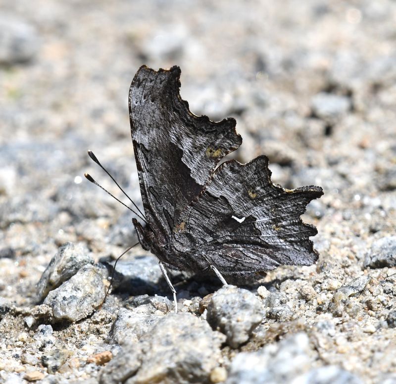 Hoary Anglewing: Polygonia gracilis