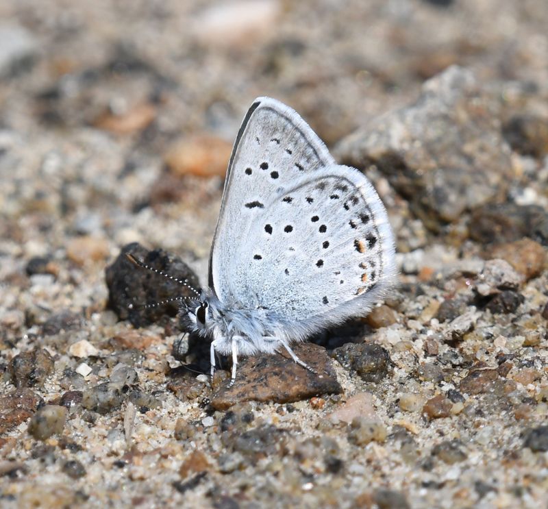 Greenish Blue: Icaricia saepiolus