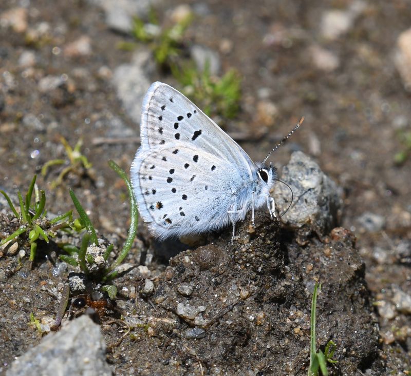 Greenish Blue: Icaricia saepiolus