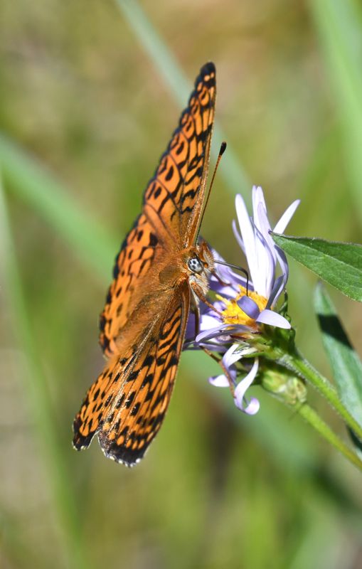 Atlantis Fritillary: Speyeria atlantis