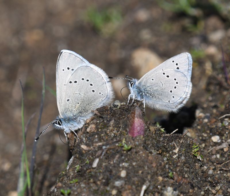 Silvery Blue: Glaucopsyche lygdamus