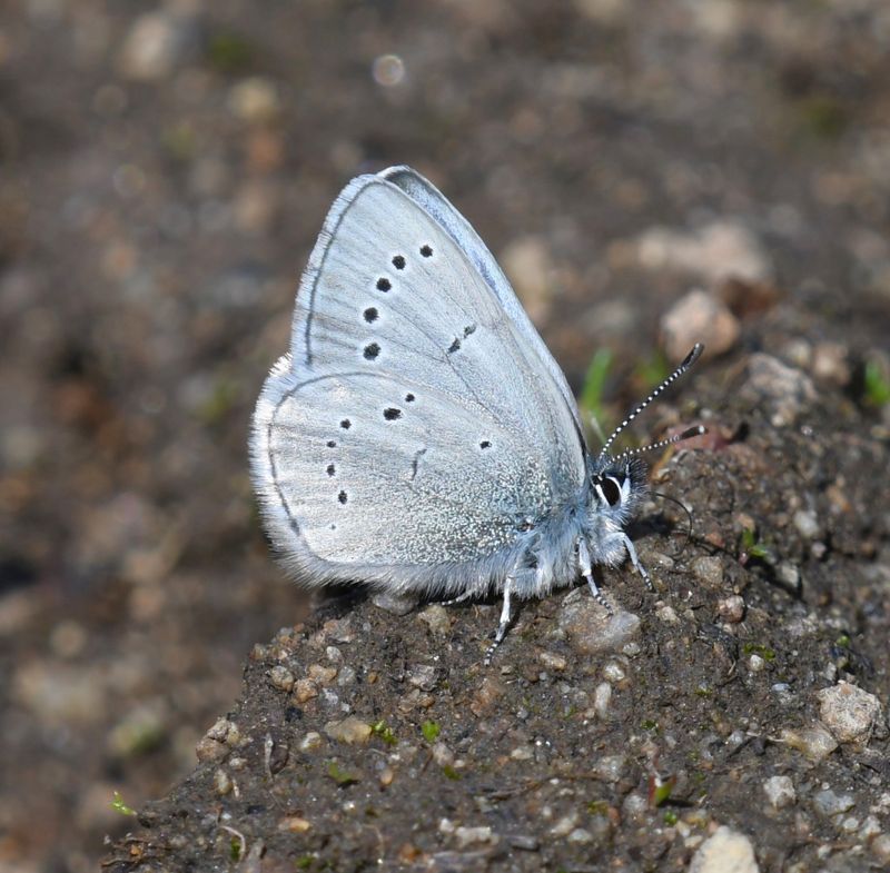 Silvery Blue: Glaucopsyche lygdamus
