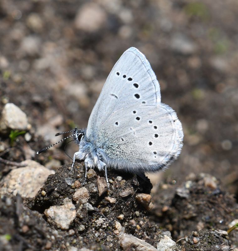 Silvery Blue: Glaucopsyche lygdamus