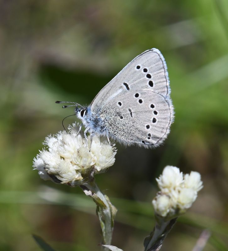 Silvery Blue: Glaucopsyche lygdamus