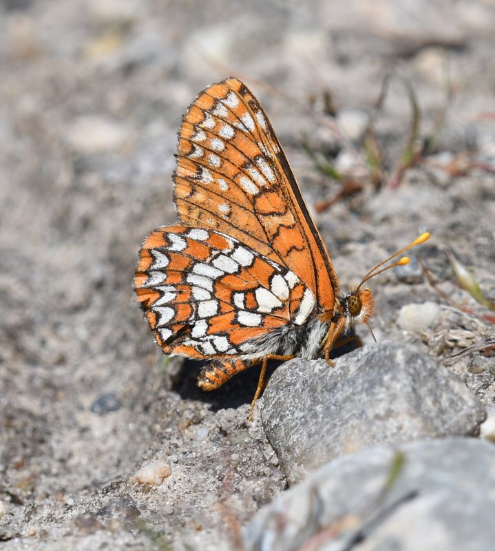 Anicia Checkerspot: Euphydryas anicia