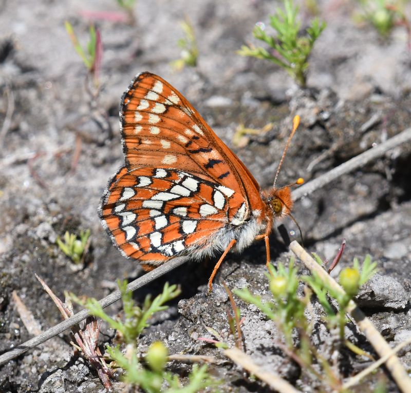 Anicia Checkerspot: Euphydryas anicia