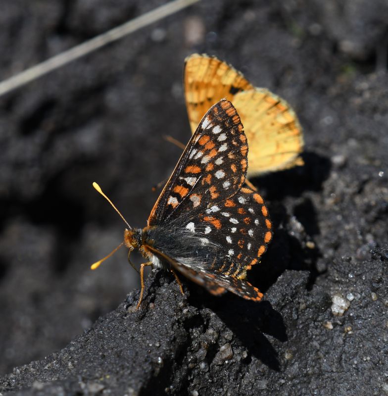 Anicia Checkerspot: Euphydryas anicia