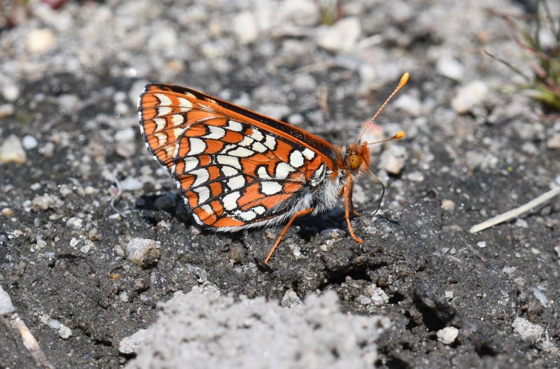 Anicia Checkerspot: Euphydryas anicia