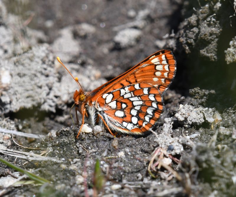 Anicia Checkerspot: Euphydryas anicia