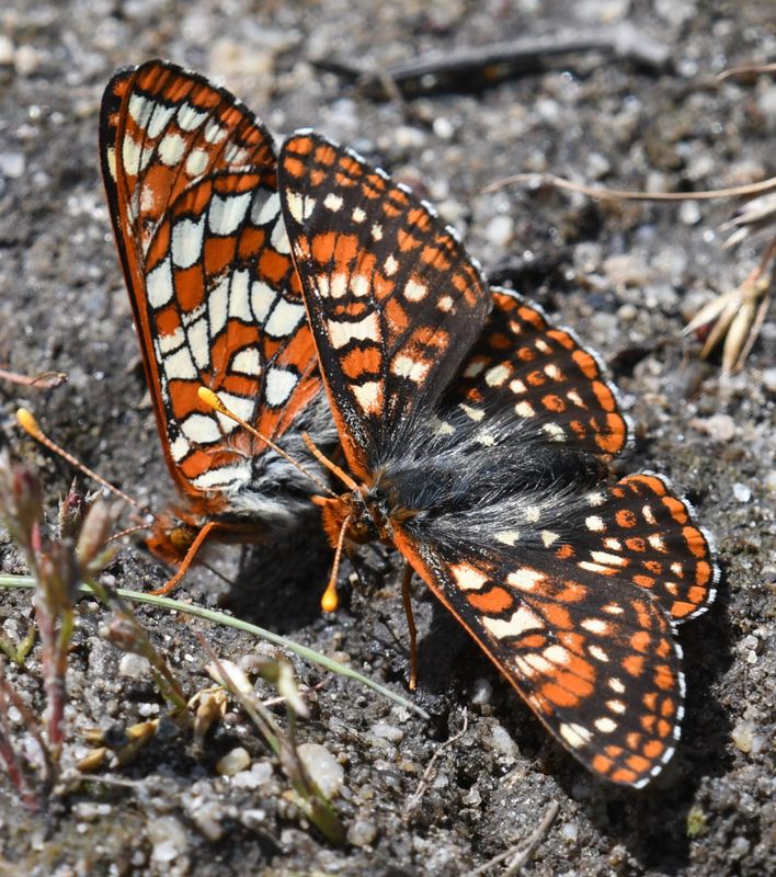 Anicia Checkerspot: Euphydryas anicia