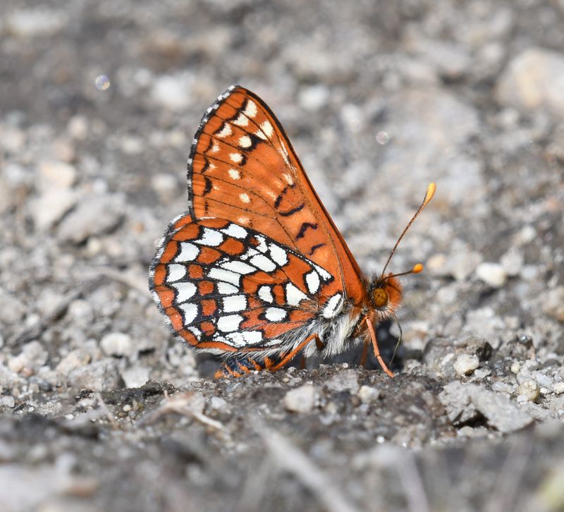 Anicia Checkerspot: Euphydryas anicia