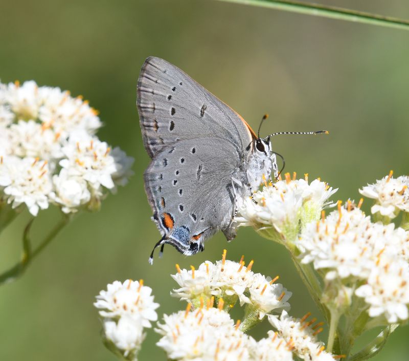 Sylvan Hairstreak: Satyrium sylvinus