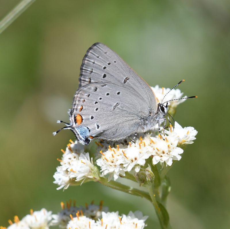 Sylvan Hairstreak: Satyrium sylvinus