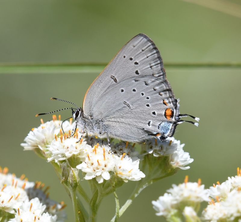 Sylvan Hairstreak: Satyrium sylvinus