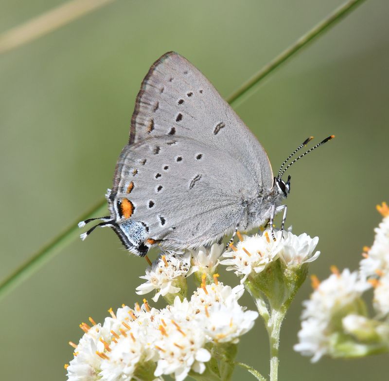 Sylvan Hairstreak: Satyrium sylvinus