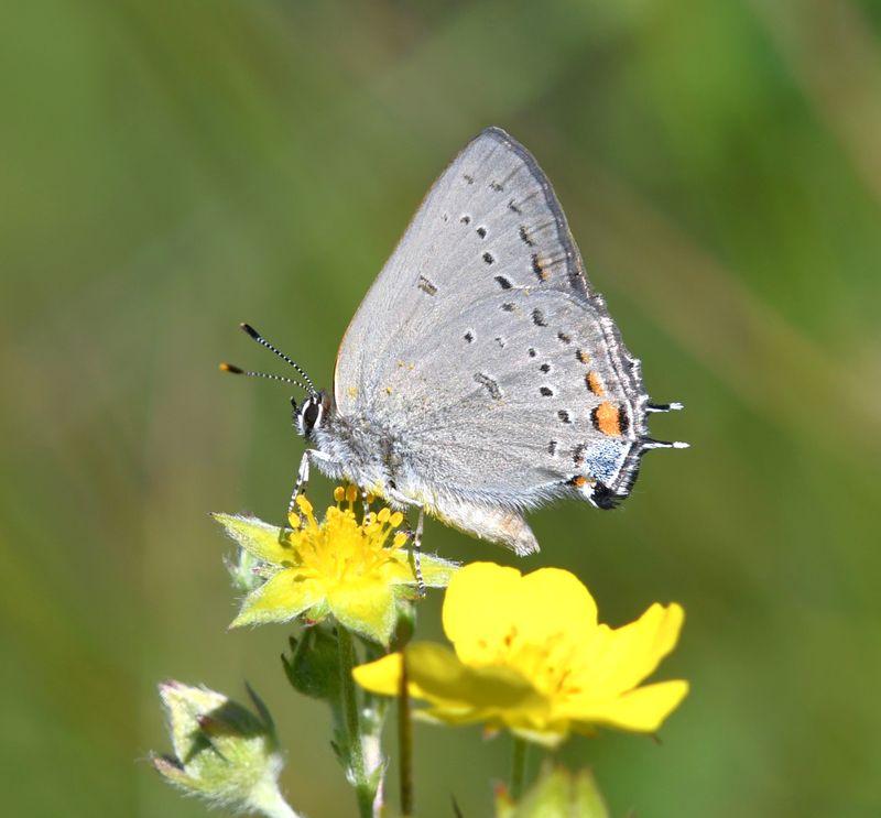Sylvan Hairstreak: Satyrium sylvinus