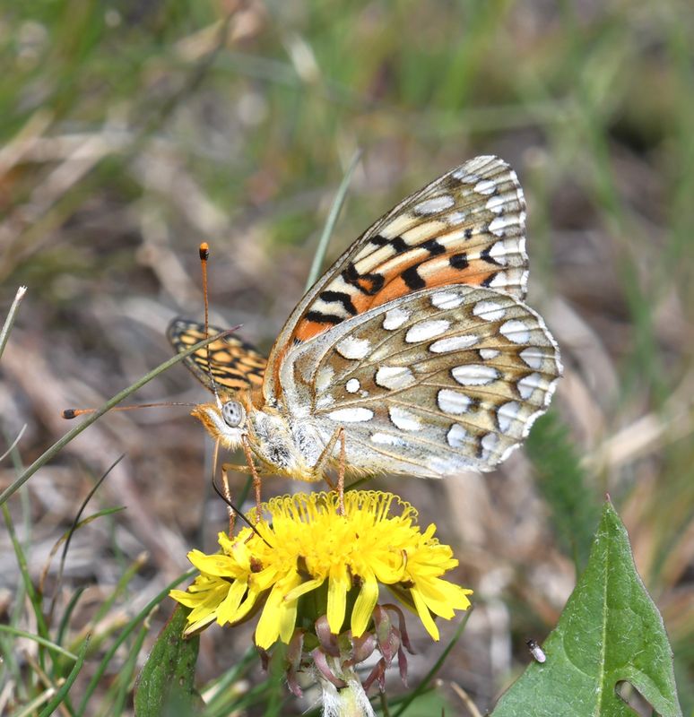 Callippe Fritillary: Speyeria callippe