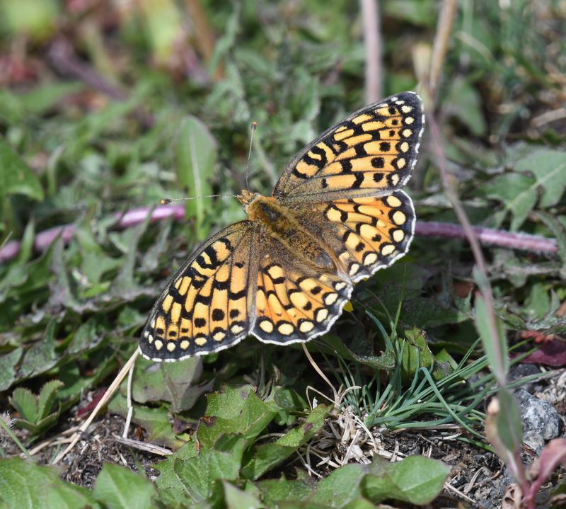 Callippe Fritillary: Speyeria callippe