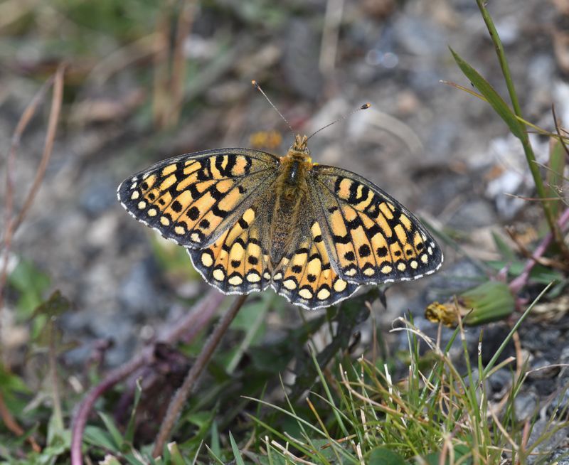Callippe Fritillary: Speyeria callippe