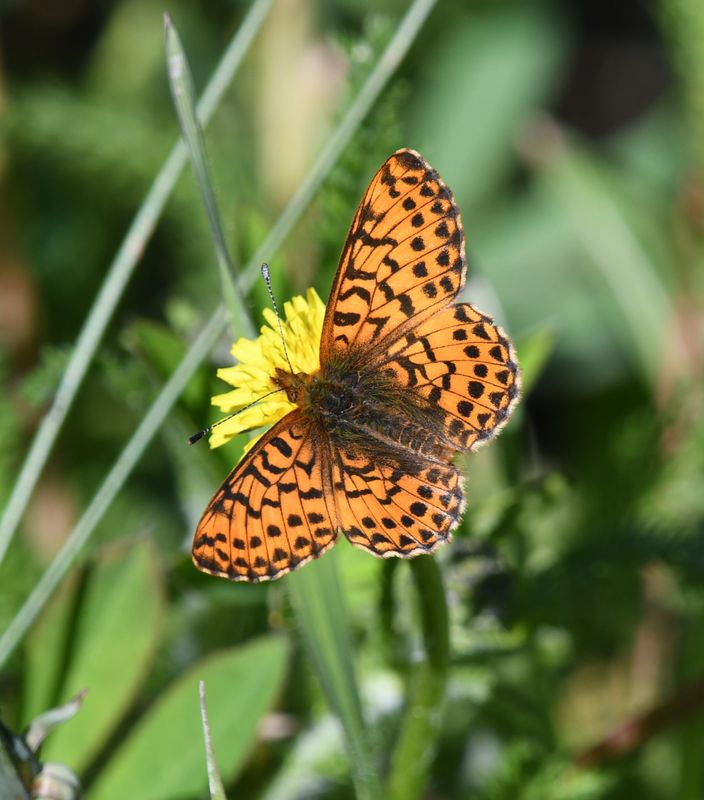 Arctic Fritillary: Boloria chariclea