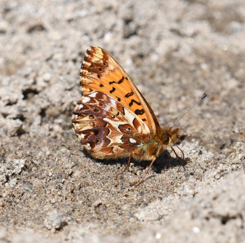 Arctic Fritillary: Boloria chariclea