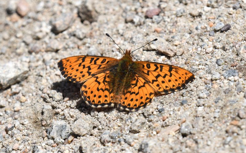 Arctic Fritillary: Boloria chariclea