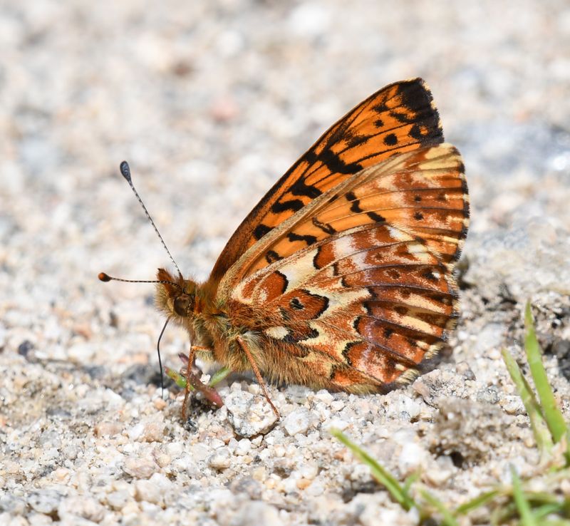 Arctic Fritillary: Boloria chariclea