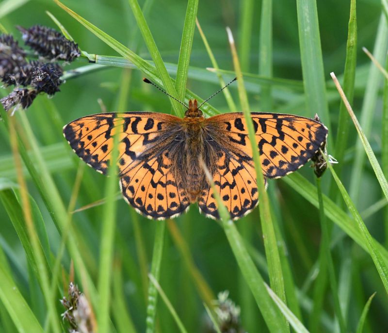 Arctic Fritillary: Boloria chariclea