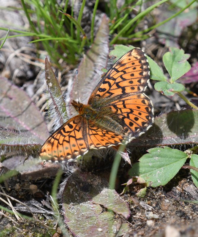 Arctic Fritillary: Boloria chariclea