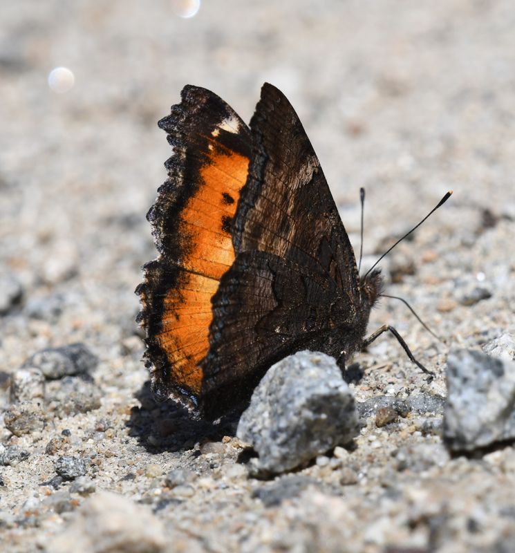 California Tortoiseshell: Nymphalis californica