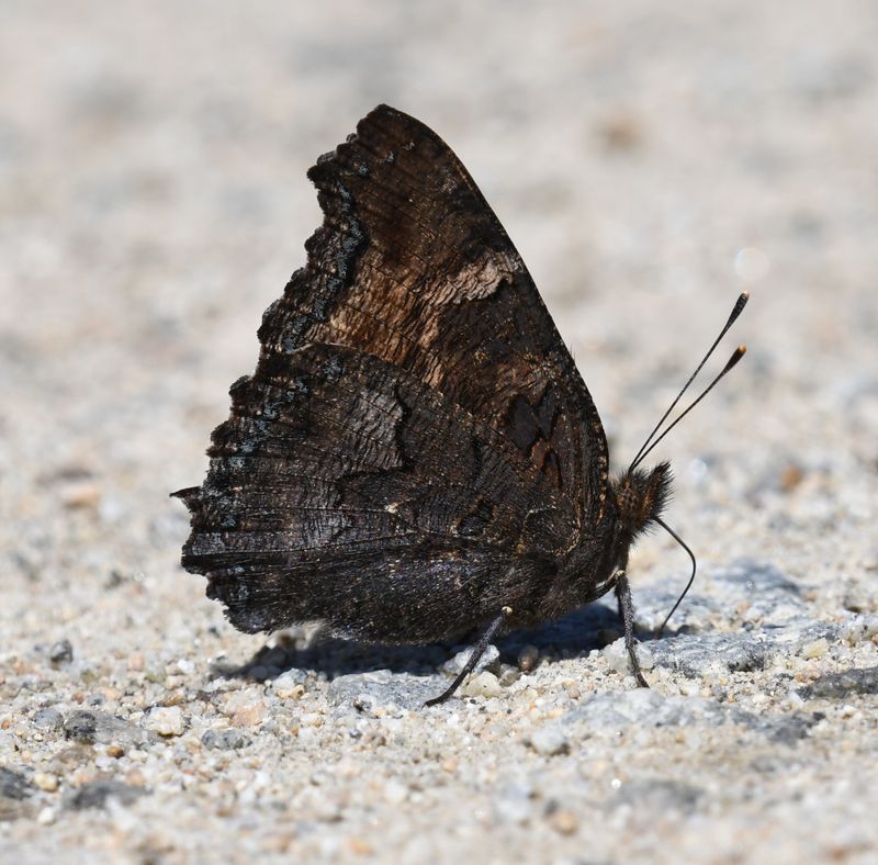 California Tortoiseshell: Nymphalis californica