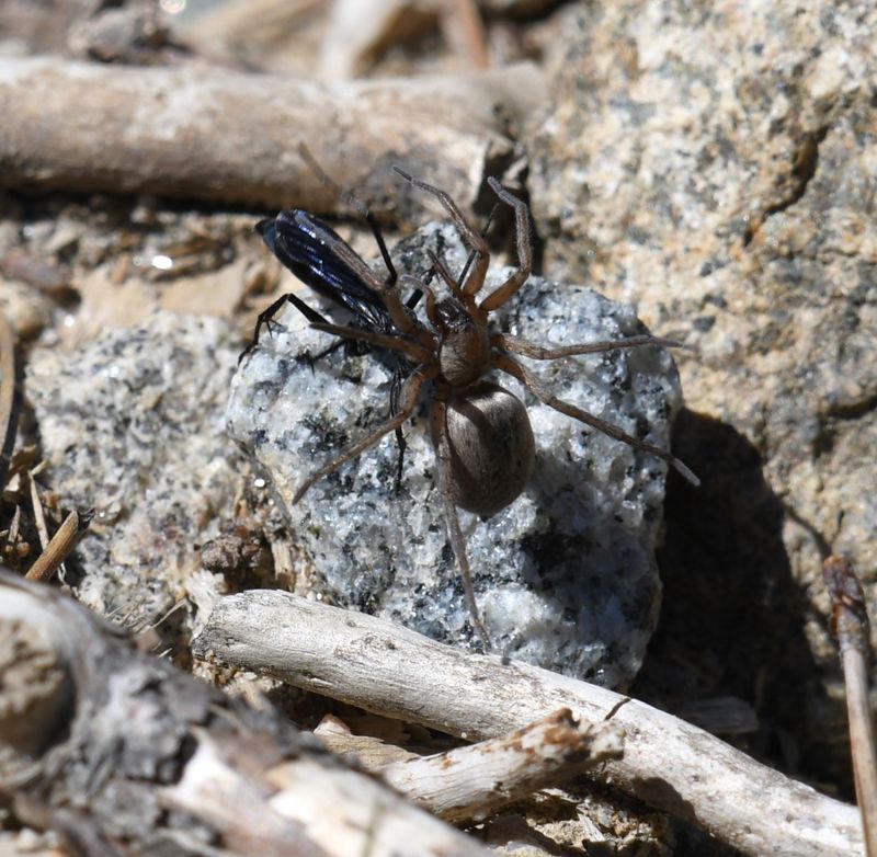 Wasp and Spider