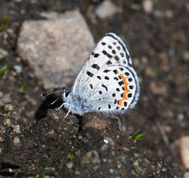 Cascadia Blue: Euphilotes heracleoides
