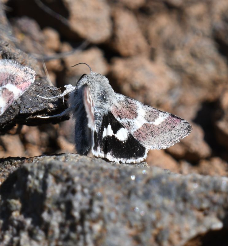Schinia suetus