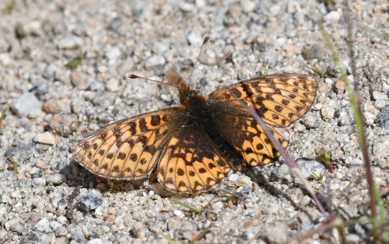 Freija Fritillary: Bolaria freija