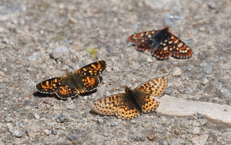 Freija Fritillary: Bolaria freija