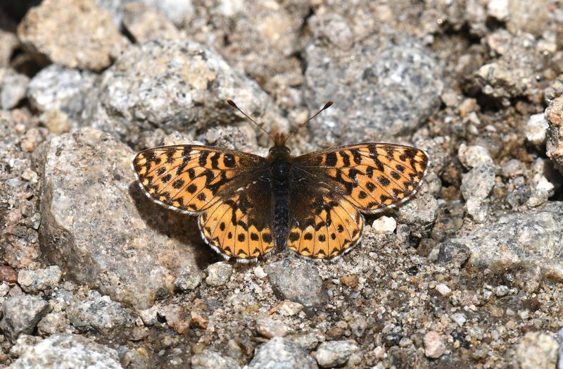 Freija Fritillary: Bolaria freija