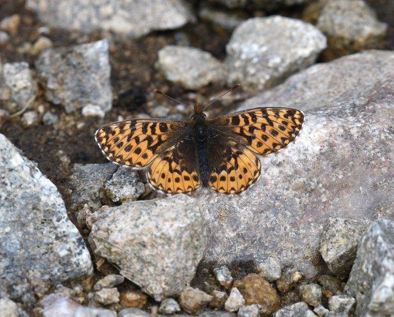 Freija Fritillary: Bolaria freija